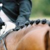 Dressage