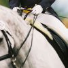 Dressage